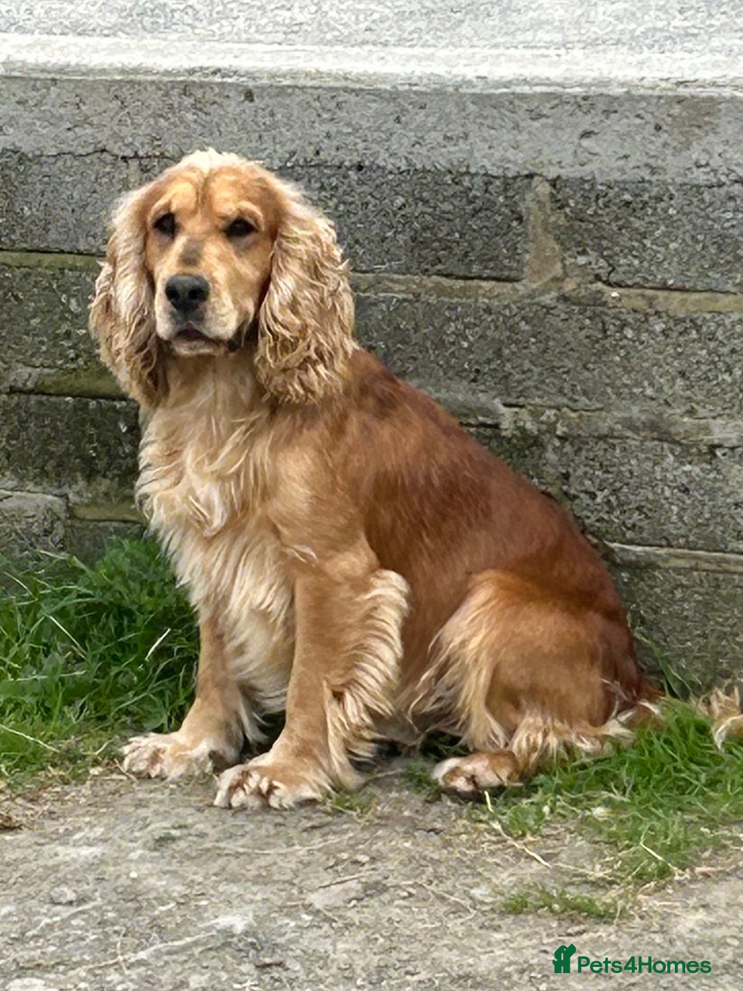 Cocker Spaniel dogs for sale: Adorable, Social, Confident KC reg Cocker pups - Image 28