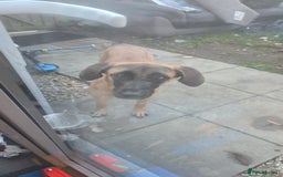 Mixed Breed dogs for sale: 11 month old puppy  - Image 4