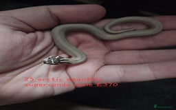 Snake reptiles for sale: Western Hognose Snakes Cb25 - Image 2