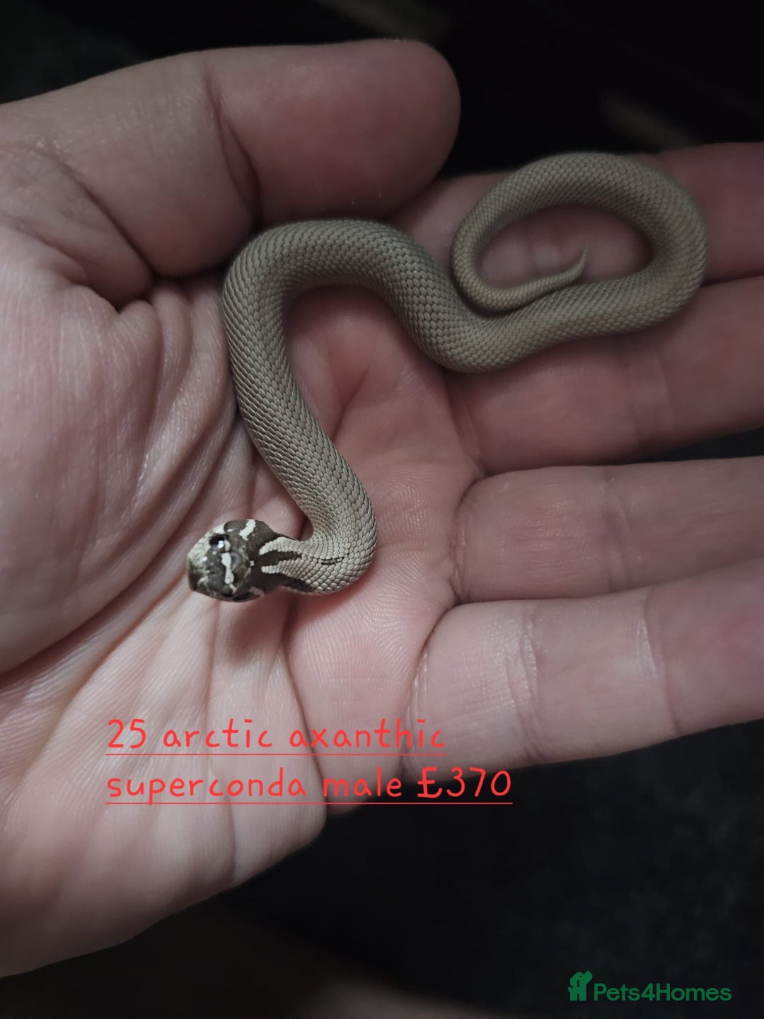 Snake reptiles for sale: Western Hognose Snakes Cb25 - Image 2
