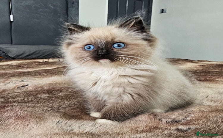 Ragdoll cats - Advert 3