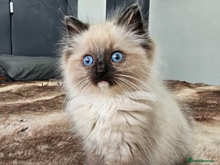 Ragdoll cats - Advert 33