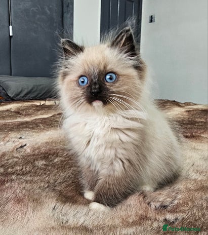 Ragdoll cats - Advert 3