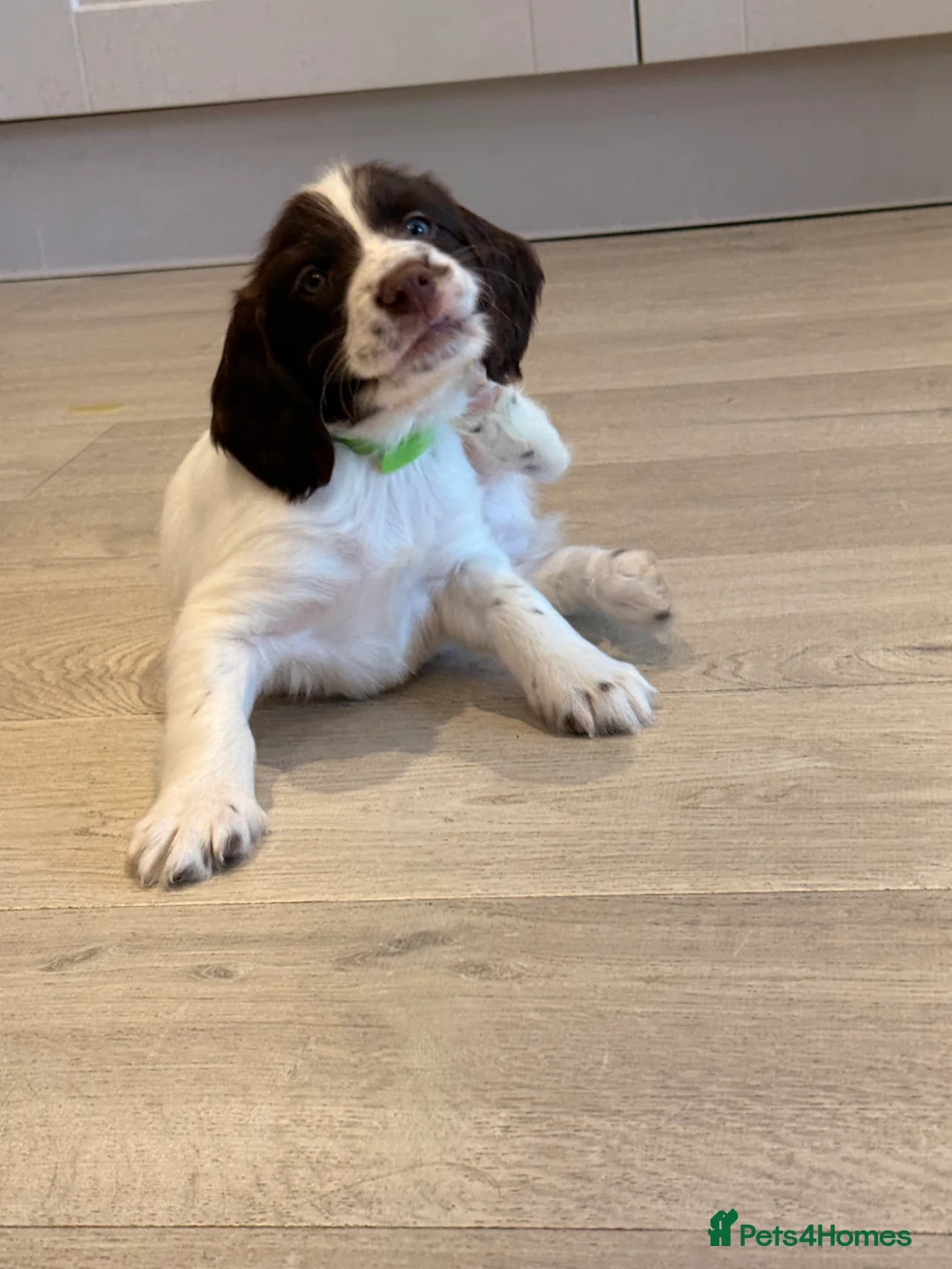 Mixed Breed dogs for sale: Cockapoo x English Springer Spaniel  in Holmfirth - Advert 2