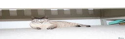 Bengal cats for sale: Loving 5Year Old Cat Looking for Her Forever Home in Harlow - Advert 5