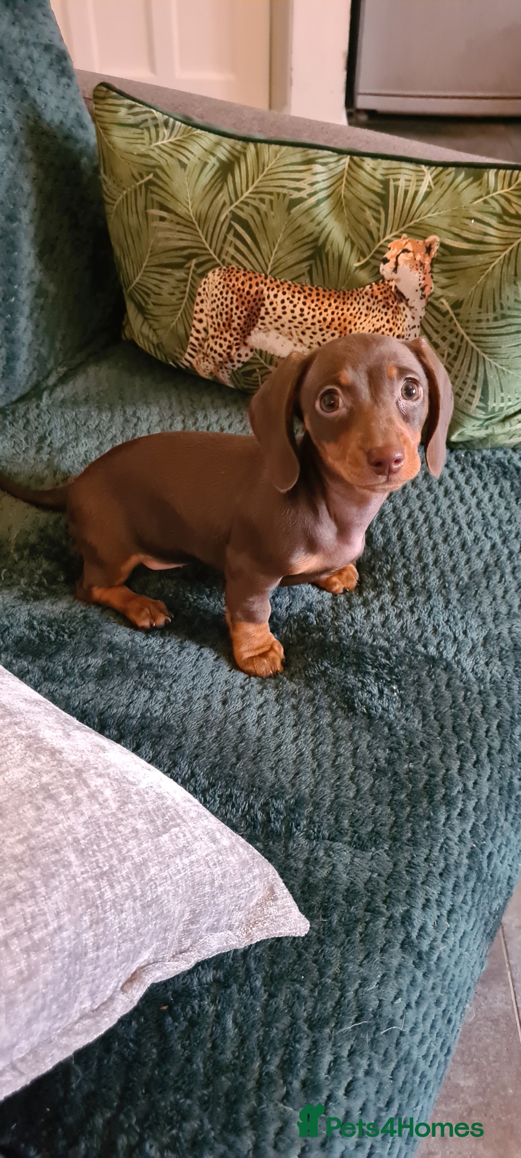 Miniature Dachshund dogs Last female kc reg choc and tan smooth haired - Advert 1