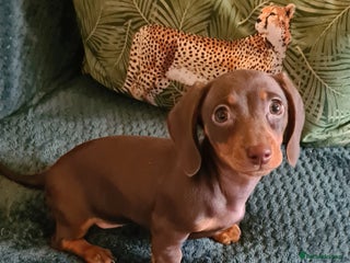 Miniature Dachshund dogs Last female kc reg choc and tan smooth haired - Advert 1