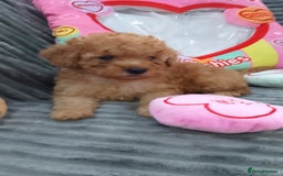 Miniature Poodle dogs for sale: Miniature red poodles 2💙2🩷 - Image 21