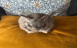 Mini Lop rabbits for sale: Mini lop Agouti girl - Image 6