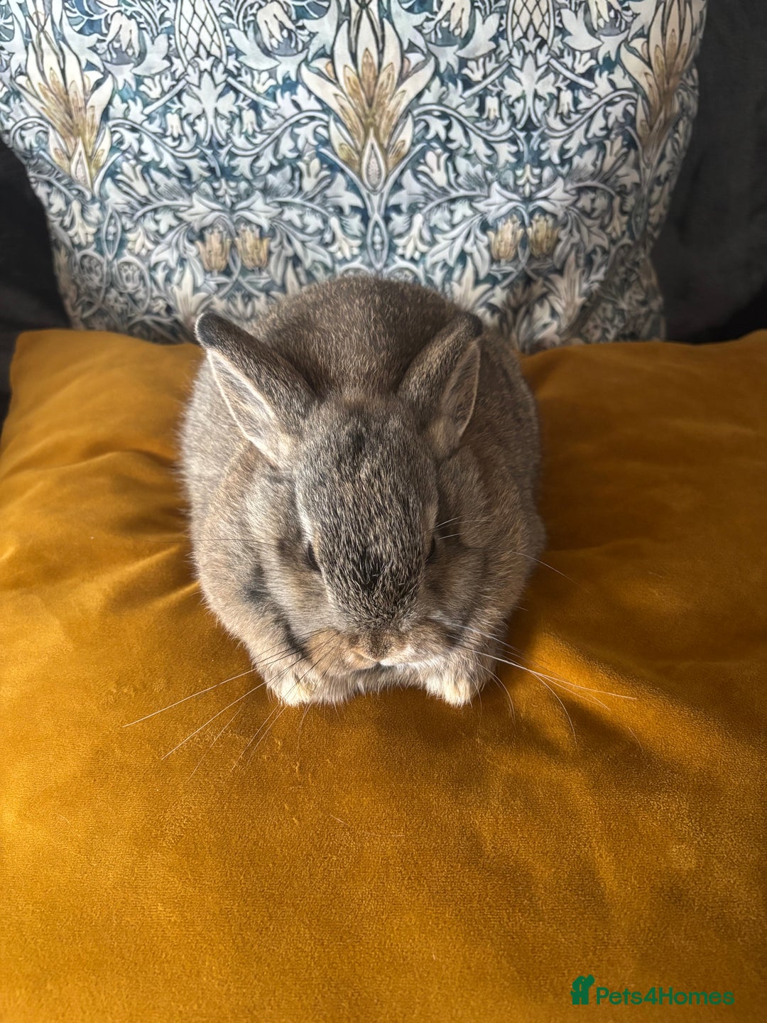 Mini Lop rabbits for sale: Mini lop Agouti girl - Image 6