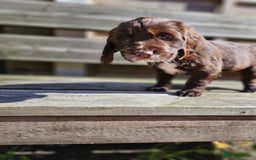 Sprocker dogs for sale: Litter of 6 chocolate/ white Sprocker Spaniels - Image 2