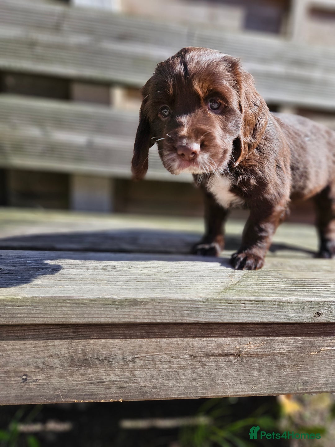 Sprocker dogs for sale: Litter of 6 chocolate/ white Sprocker Spaniels - Image 2
