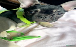French Bulldog dogs for sale: French bulldog puppy Black and Tan  - Image 5