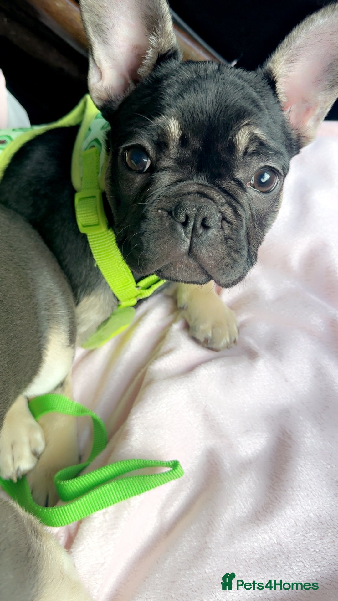 French Bulldog dogs for sale: French bulldog puppy Black and Tan  - Image 5