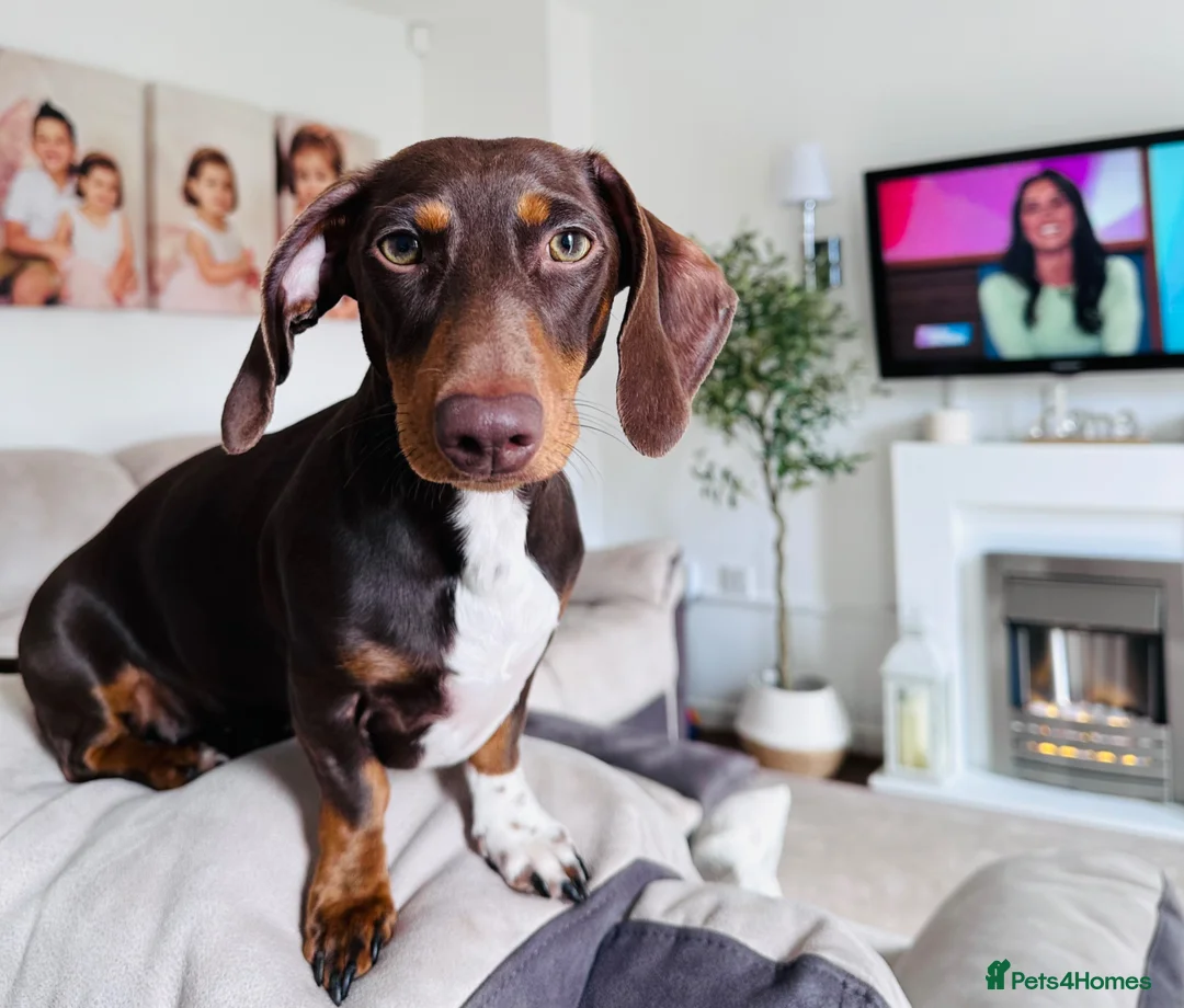 Dachshund dogs for sale: Beautiful KC Registered Miniature Dachshund Litter - Advert 1