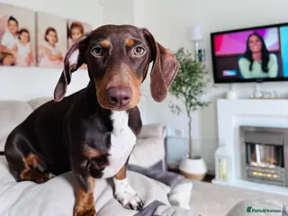 Dachshund dogs Beautiful KC Registered Miniature Dachshund Litter - Advert 1