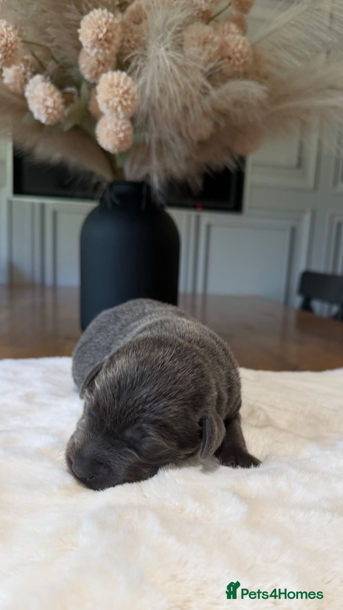 Labrador Retriever dogs Stunning Silver/Charcoal Labrador pups - Advert 2