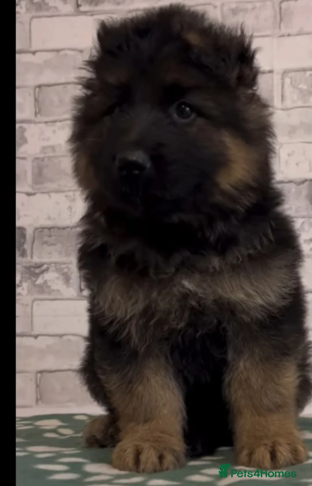 German Shepherd dogs for sale: German shepherd long hair strach back - Advert 15