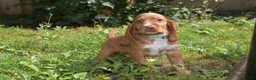 Cocker Spaniel dogs for sale: Fully Injected  Ready Now Kc Reg Show Type  - Advert 6