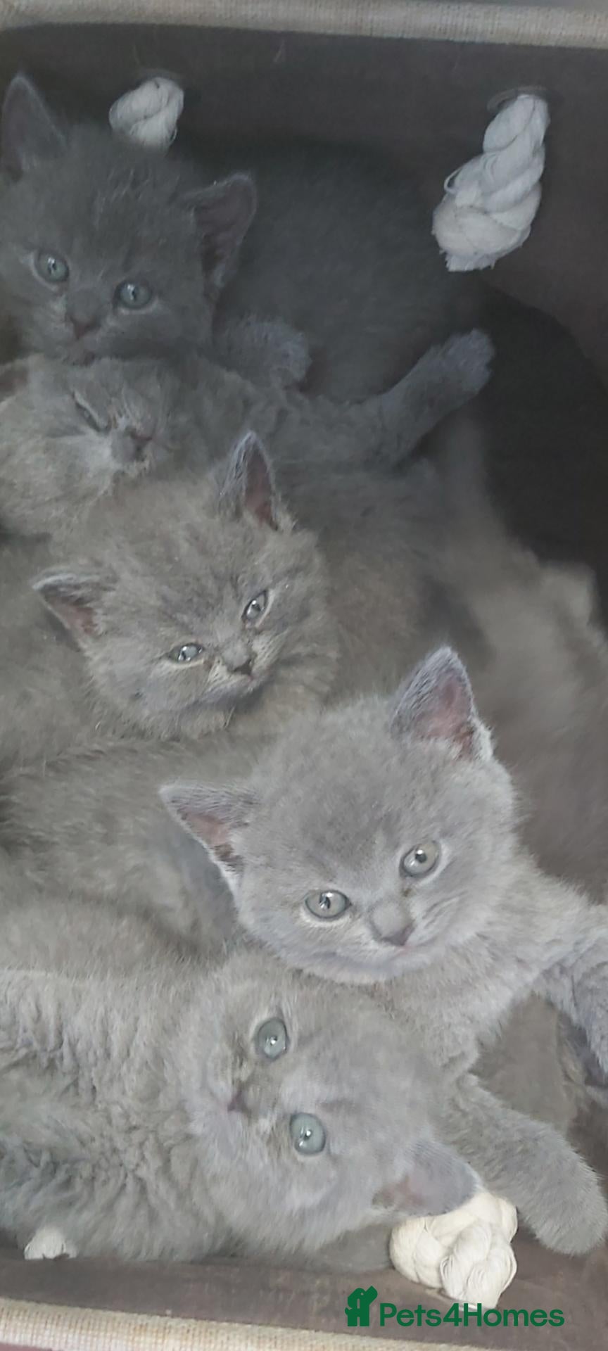British Shorthair cats Beautiful British shorthair kittens 😸  - Advert 2