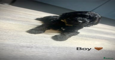 Cockapoo dogs - Advert 11