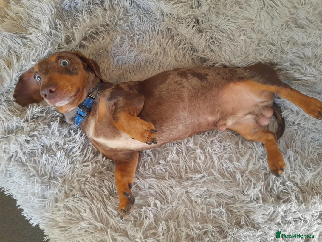 Miniature Dachshund dogs for stud: KC Chocolate dapple boy for stud very gentle. in Skegness - Advert 7