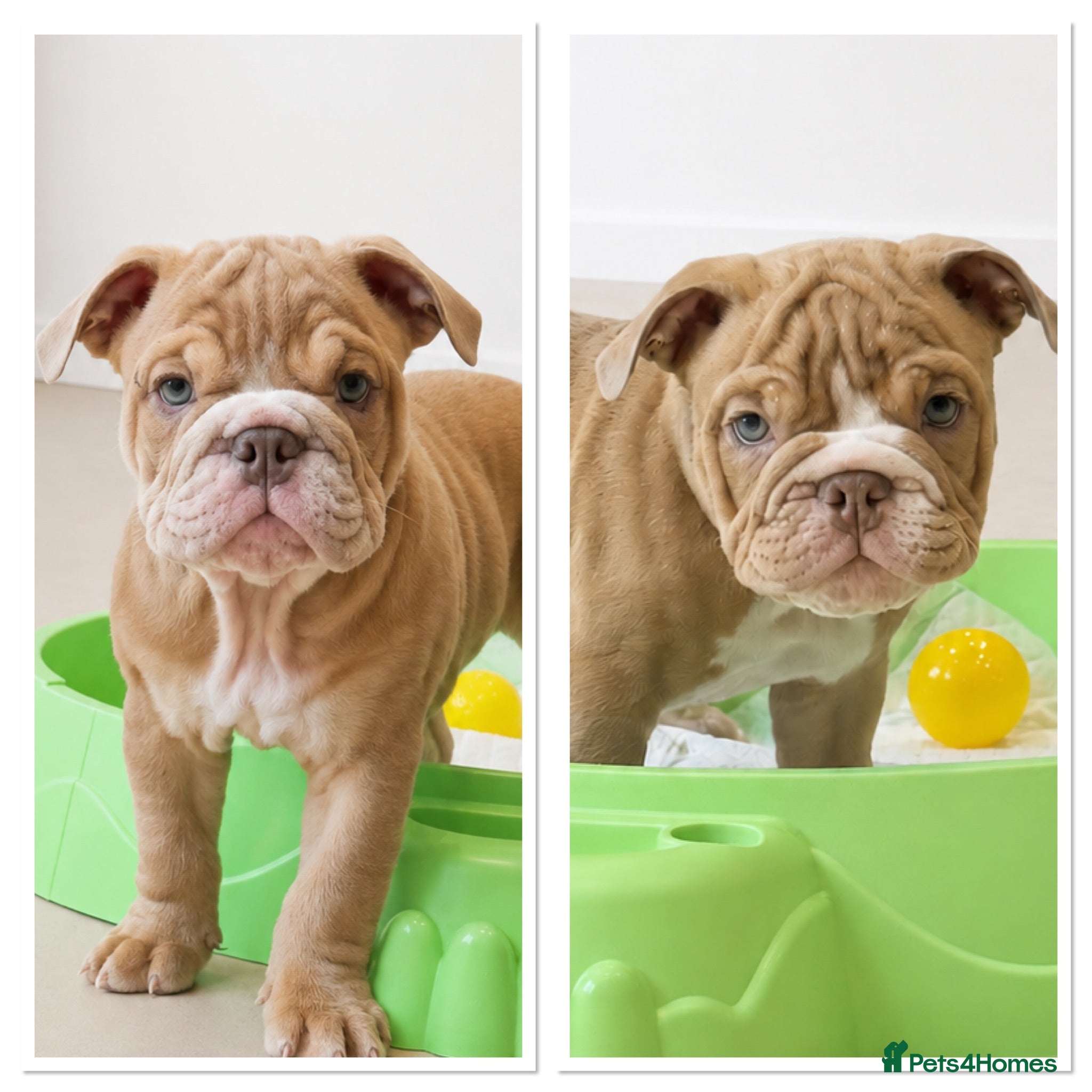 English Bulldog dogs English Bulldog Puppies  - Advert 4
