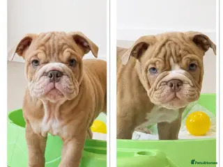 English Bulldog dogs English Bulldog Puppies - Advert 4