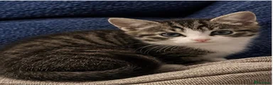 Tabby cat 