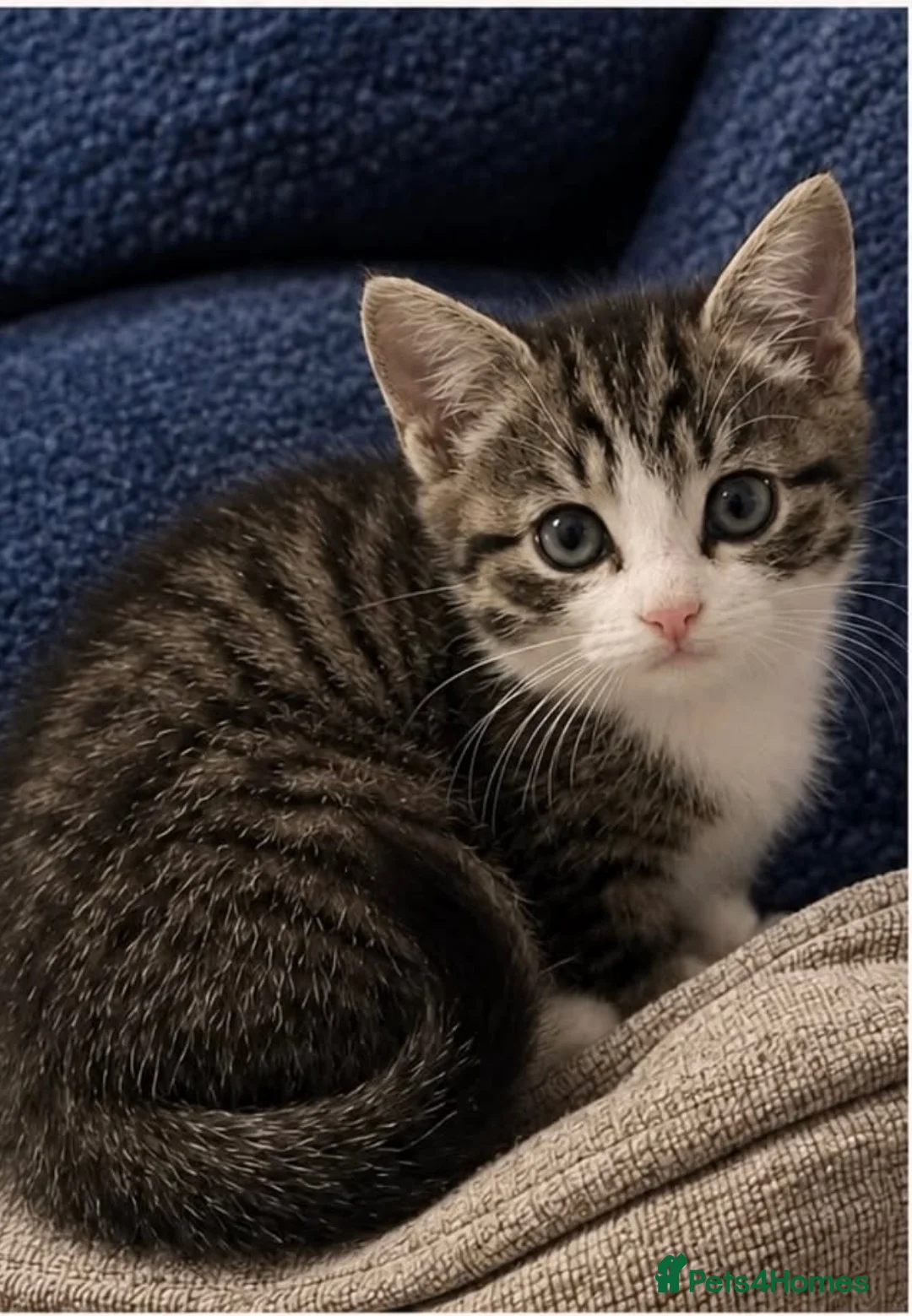 Mixed Breed cats for sale: Tabby cat ready for new home ✨ - Advert 2
