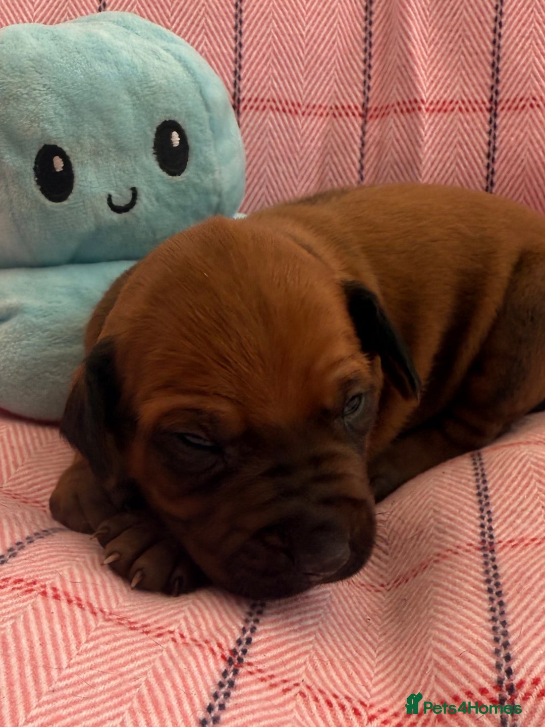 Rhodesian Ridgeback dogs for sale: Rhodesian Ridgeback Puppies KC reg - Image 19