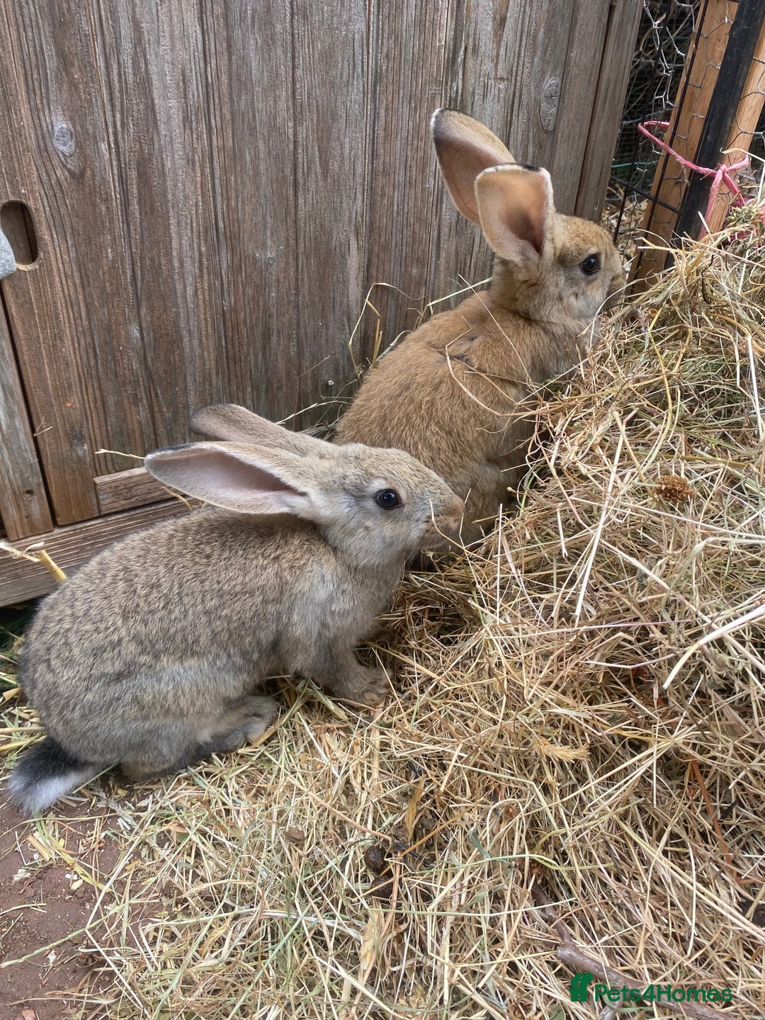 Continental Giant rabbits for sale: Continental giant - Image 23