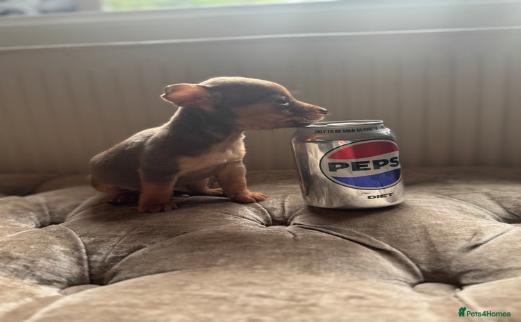 Jack Russell dogs Much Wenlock stunning miniature puppy  - Advert 6