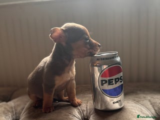 Jack Russell dogs Much Wenlock stunning miniature puppy - Advert 1