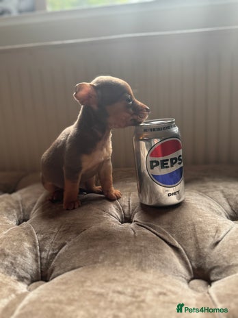 Jack Russell dogs Much Wenlock stunning miniature puppy - Advert 6