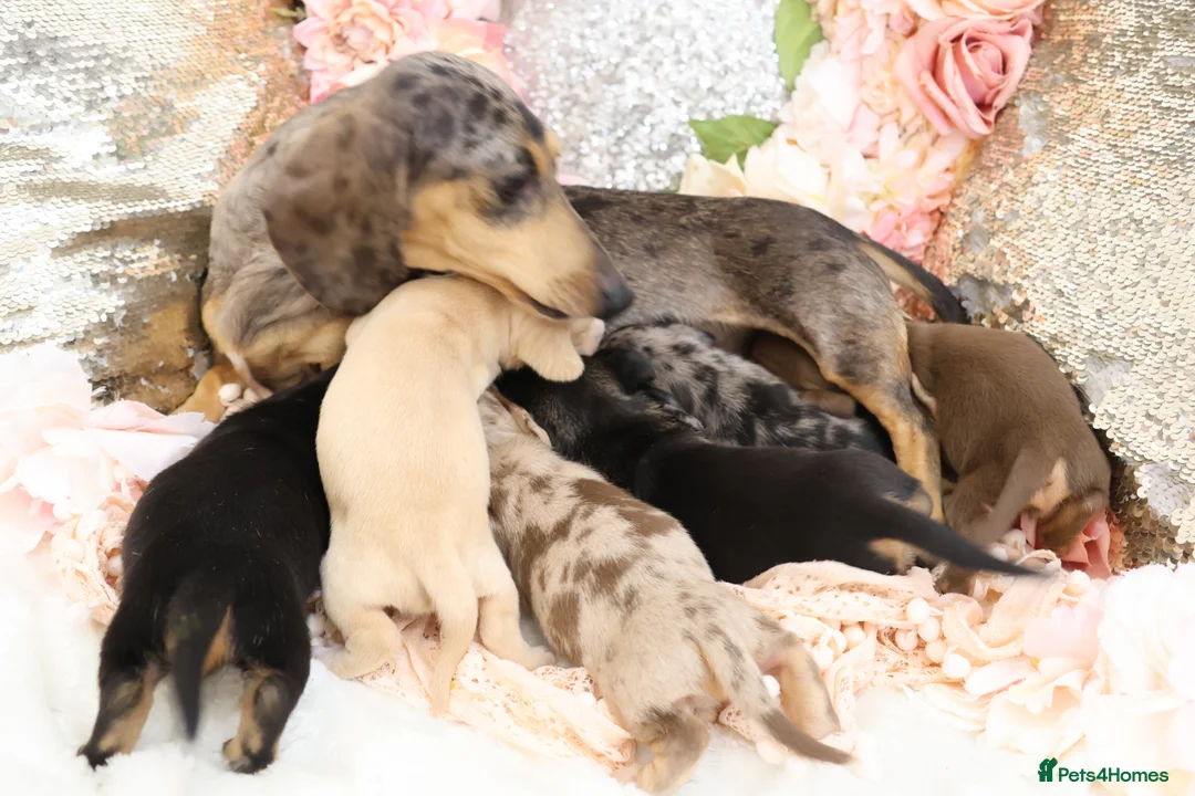Miniature Dachshund dogs for sale: KC Miniature Dachshund Puppies - Advert 27
