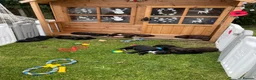 Cocker Spaniel dogs for sale: Working cockers in Chester - Advert 3