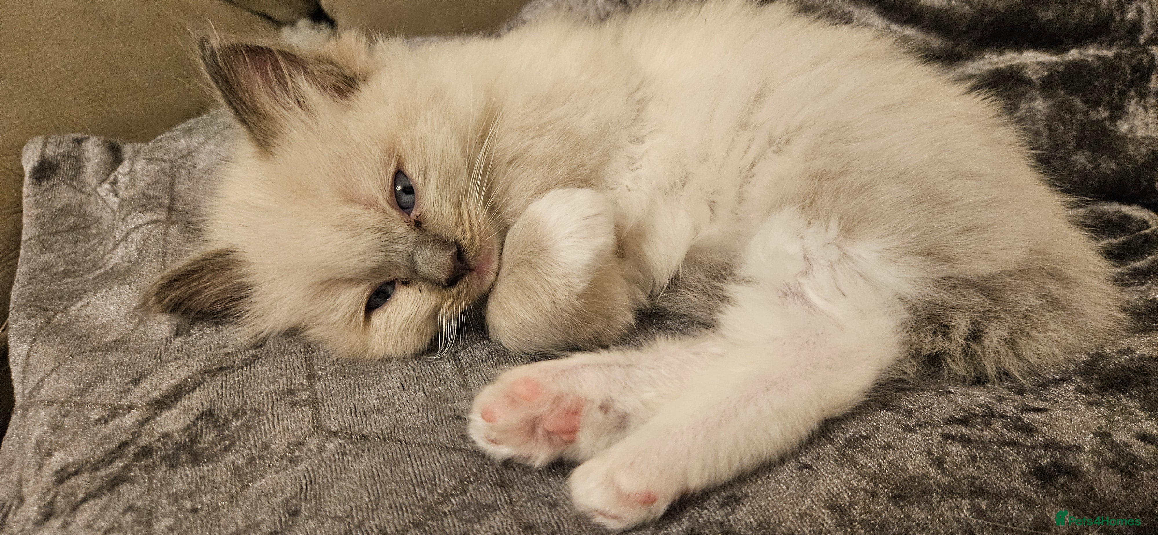 Ragdoll cats Beautiful Rag Doll Girl - Available Now - Advert 5