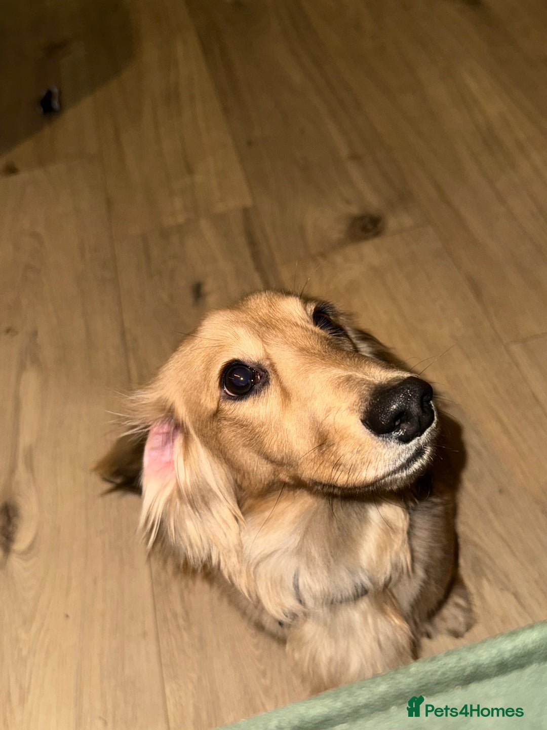 Miniature Dachshund dogs for sale: Miniature Dachshund Looking For Forever Home - Advert 2