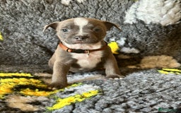 Staffordshire Bull Terrier dogs for sale: Adorable KC Reg/Health Tested SBT Puppies - Image 10