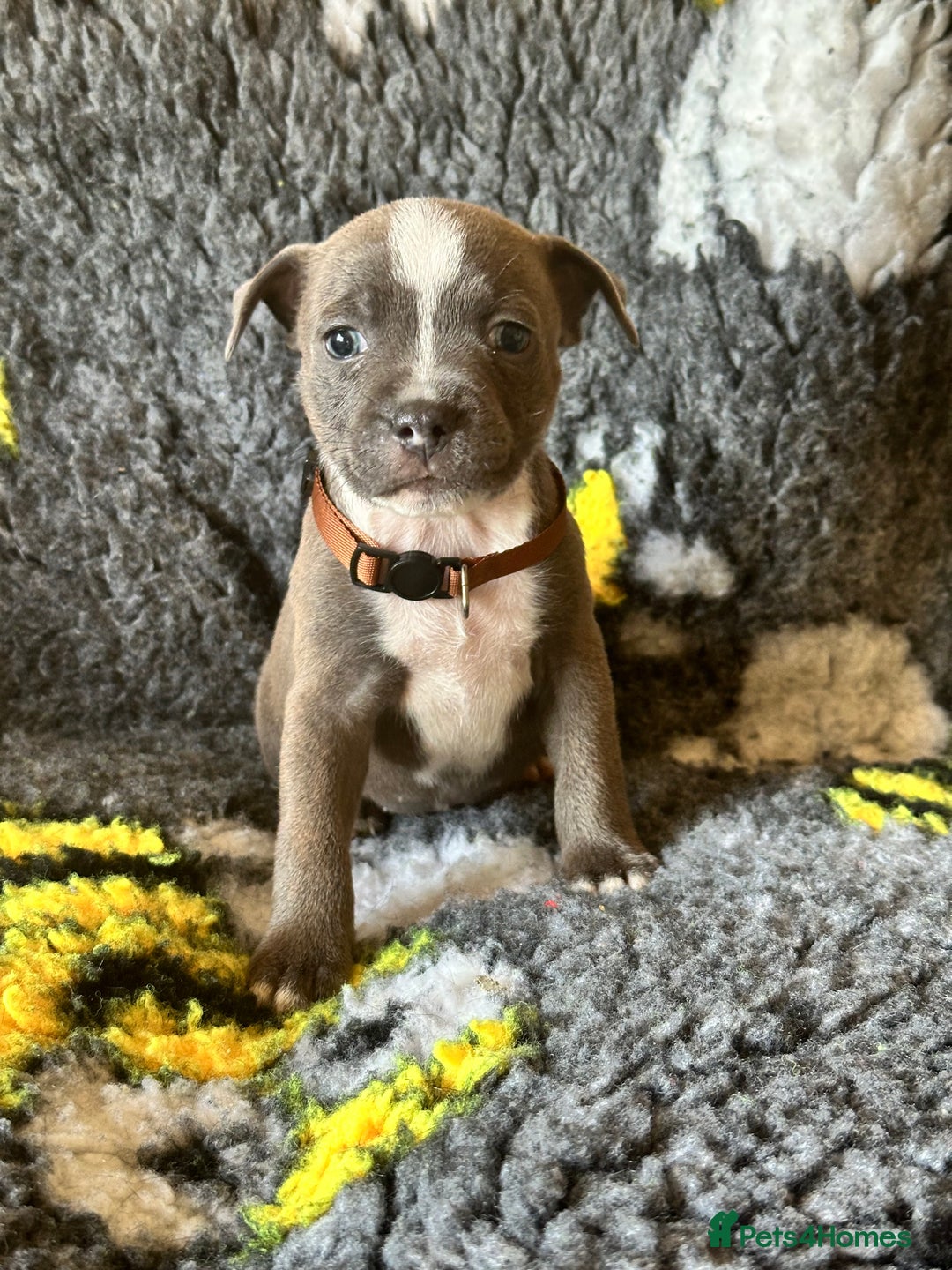 Staffordshire Bull Terrier dogs for sale: Adorable KC Reg/Health Tested SBT Puppies - Image 10