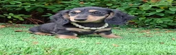 Dachshund dogs for sale: Stunning Long Coat Miniature Dachshund - Advert 5