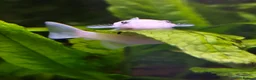 Plecos fish for sale: Snow White Bristlenose Short Fin Plecos - Advert 1