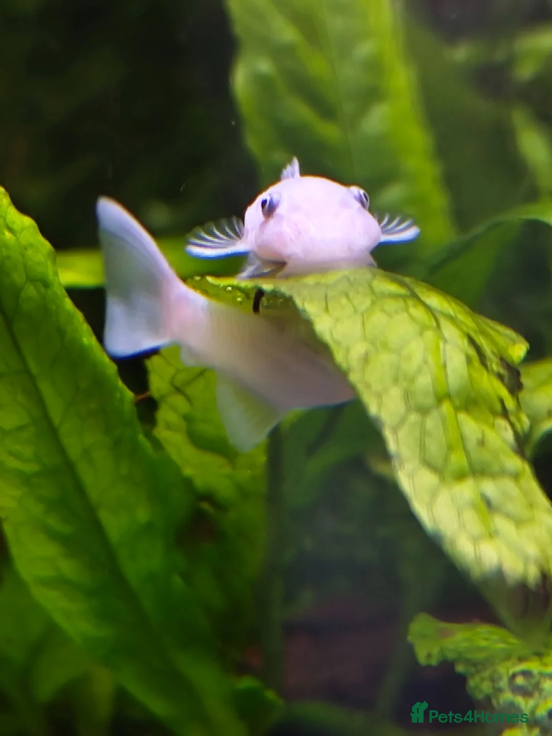 Plecos fish for sale: Snow White Bristlenose Short Fin Plecos - Advert 1