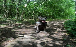 Mixed Breed dogs for sale: Beautiful Blue lab cross  - Image 12