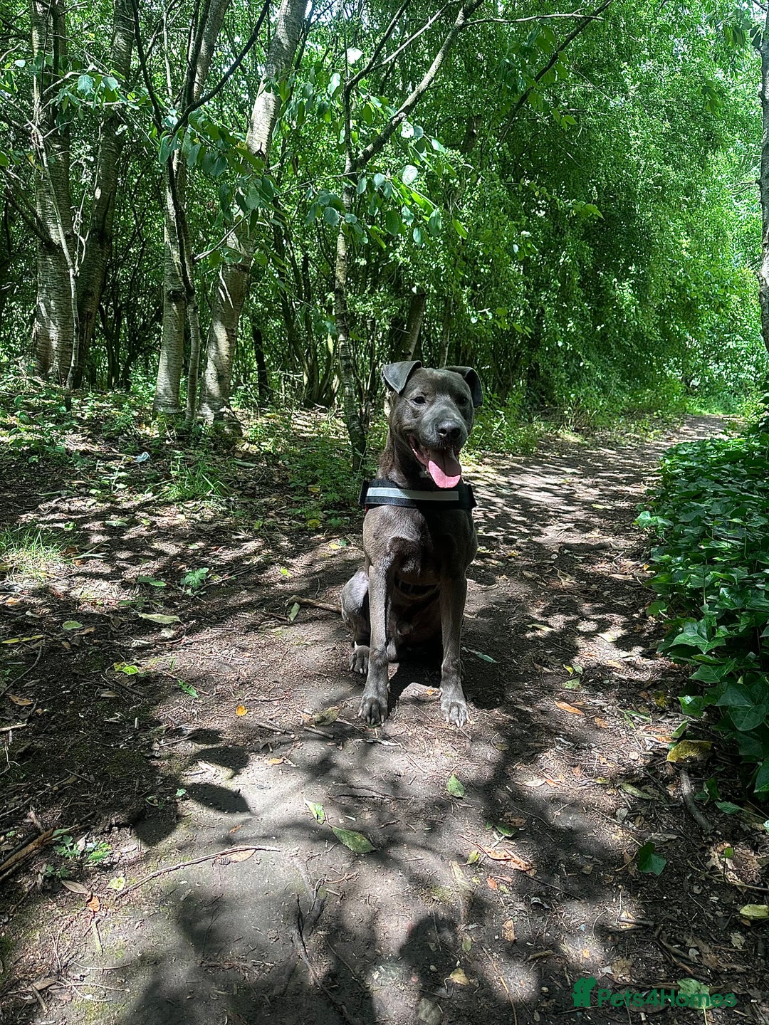Mixed Breed dogs for sale: Beautiful Blue lab cross  - Image 12