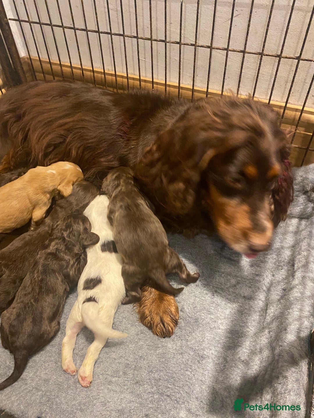 Cocker Spaniel dogs for sale: Working cocker spaniel  - Advert 9