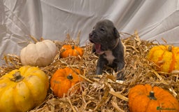 Mixed Breed dogs for sale: 12 beautiful puppies - Image 5
