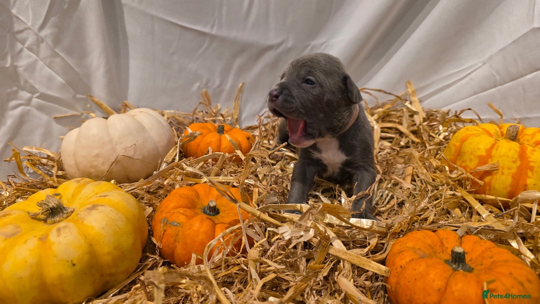 Mixed Breed dogs for sale: 12 beautiful puppies - Image 5
