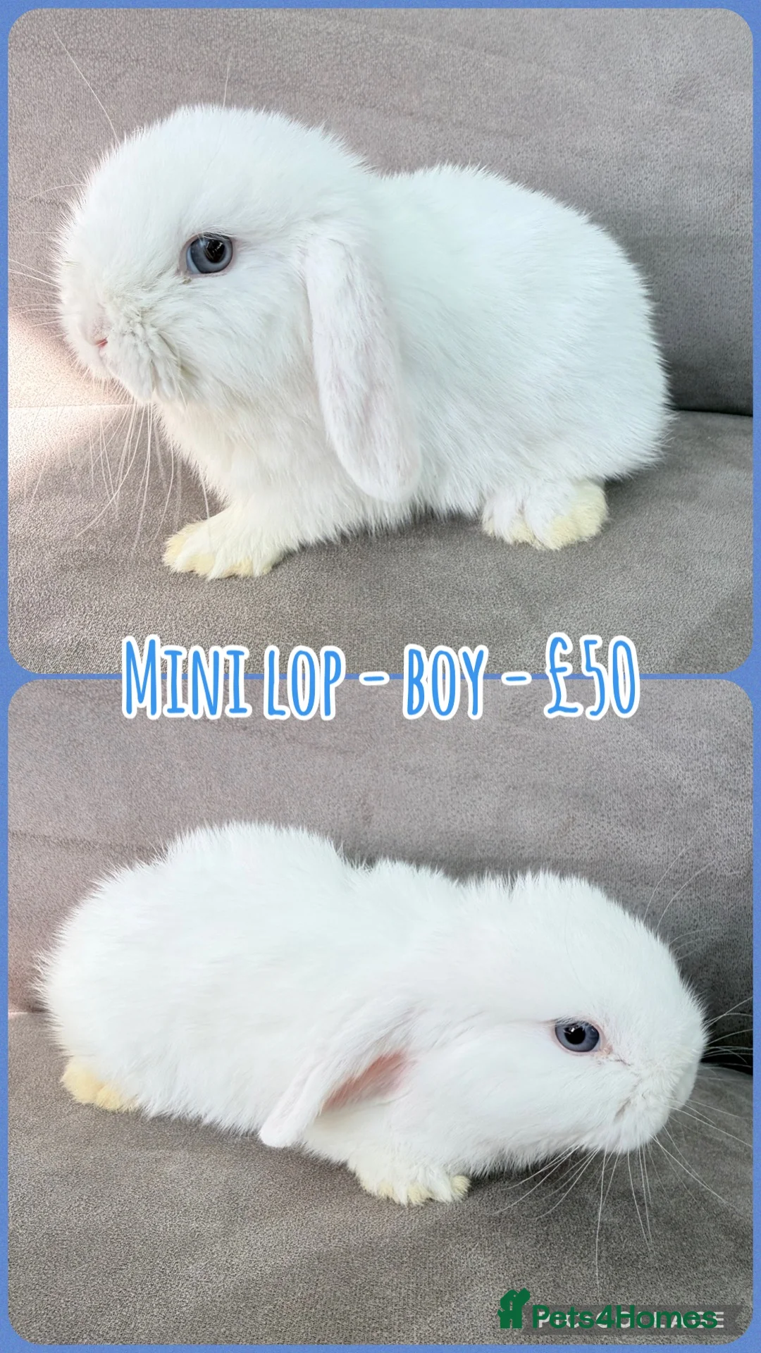 Mini Lop rabbits for sale: Mini Lop Rabbits - Advert 5